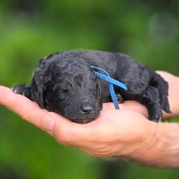 Denali - Black male Goldendoodle puppy in Granite Falls, North Carolina from Carolina Goldendoodles