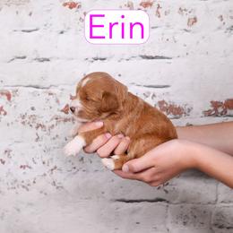 Erin - Red  female Goldendoodle puppy in Calhoun, Georgia from Happy Top Doodles