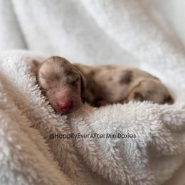 Timmy - Dapple male Dachshund puppy in Robesonia, Pennsylvania from Happily Ever After’s Puppies