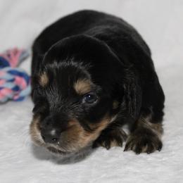 Raven - Black and cream female Dachshund puppy in Powderly, Texas from Kuttin’ Up Mini Aussies