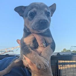 Girl 3 - Blue mottled female Australian Cattle Dog puppy in Choctaw, Oklahoma from Karen Elliott