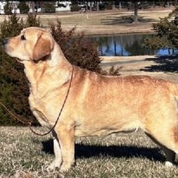 Labrador Retrievers from Bellvale Labradors