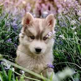 Daisy - Sable and white female Siberian Husky puppy in Bly, Oregon from Hill Top Huskies
