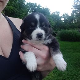 Australian Shepherd Puppies from Melick Kennels