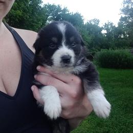 Australian Shepherd Puppies from Melick Kennels