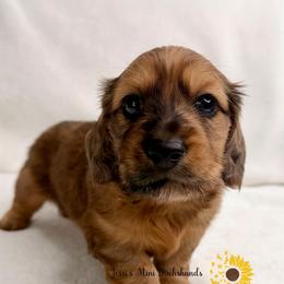 Shaded red dapple - Dapple male Dachshund puppy in Polk County, Florida from Jessi’s Mini Dachshunds