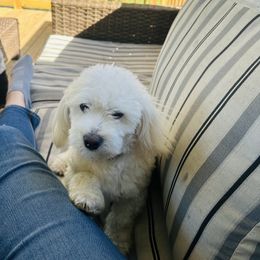 Coton de Tulear All Grown Up from Seven Seas Cotons