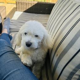 Coton de Tulear All Grown Up from Seven Seas Cotons