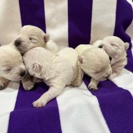 Pearl - White female West Highland White Terrier puppy in Ridgeway, Virginia from Rivers Bend Westies