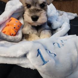 Miniature Schnauzer Puppies from Pierhaus Minature Schnauzers