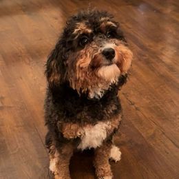 Olive - Bernedoodle