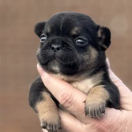 Bulldog and French Bulldog Puppies from MamaNette’s Beautibulls