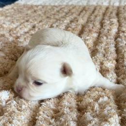 Cooper - Cream male Chihuahua puppy in Menifee, California from Lane’s Little Long Coats