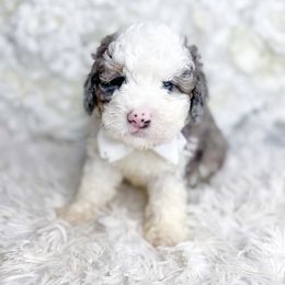 Bernedoodle, Cockapoo, and Goldendoodle Puppies from Danie’s Darling Doodles LLC