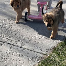 Tibetan Mastiff Puppies from Reigning Tibetan Mastiffs