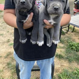 Boy 2 - Black male Cane Corso puppy in Olympia, Washington from Grayling Dawn Cane Corso
