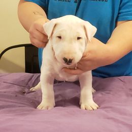 Bull Terrier Puppies from Virtue Bull Terriers