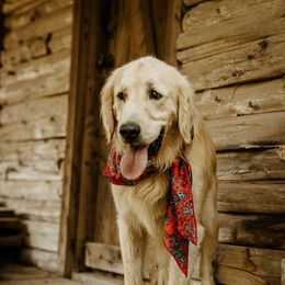 Cash - Golden Retriever