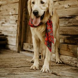 Cash - Golden Retriever