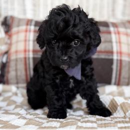 Malt - Navy collar boy - Black male Cavapoo puppy in Melbourne, Florida from Space Coast Doodle Co.