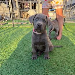 Pink collar - Silver female Dilute Retriever puppy in Valley Center, California from Stunning Silver Bullets Labradors