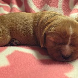 Dolly - Ruby female Cavalier King Charles Spaniel puppy in Wapello, Iowa from Willow Rayne shelties and more