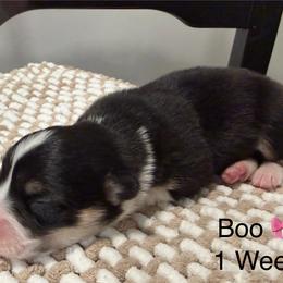 Boo - Black and tan female Pembroke Welsh Corgi puppy in Asheboro, North Carolina from Taylor's Creek Corgis
