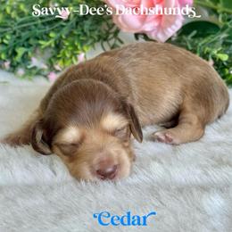 Cedar(2400) - Cream male Dachshund puppy in Augusta, Arkansas from Savvy-Dee's Dachshunds