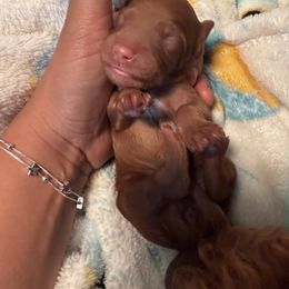 Blue blue - Red  male Goldendoodle puppy in Bakersfield, California from CorduroyDoodles