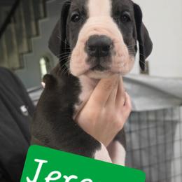 Jeremy - Mantle male Great Dane puppy in Longview, Texas from Lazy A Danes