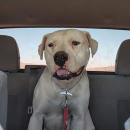 Chubbs - American Bulldog