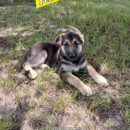 Bailey (Yellow) - Black and silver female German Shepherd puppy in Bedias, Texas from TiPi S Ranch's German Shepherds