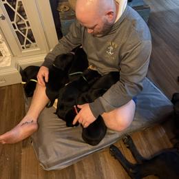 Labrador Retriever Puppies from Okiehuntinboyz Labrador Retrievers