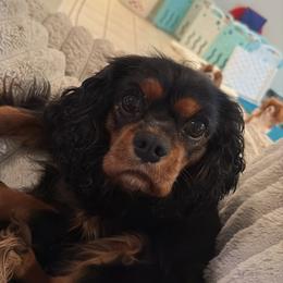 Chassis - Cavalier King Charles Spaniel