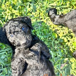 Goldendoodle Puppies from Muddy Acre Pups