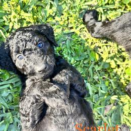 Goldendoodle Puppies from Muddy Acre Pups