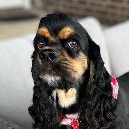 Cavapoos, Cockapoos, Cocker Spaniels, and Goldendoodles from Red Stick Kennels, LLC