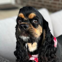 Cavapoos, Cockapoos, Cocker Spaniels, and Goldendoodles from Red Stick Kennels, LLC