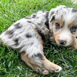 Australian Shepherd, Miniature American Shepherd, Miniature Australian Shepherd, and Toy Australian Shepherd Puppies from Painted Blue Aussies