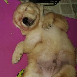 Golden Retriever Puppies from Ashrose Kennels