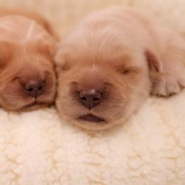 Female matched to you - Golden female Golden Retriever puppy in Lemoore, California from UnrivaledGoldens