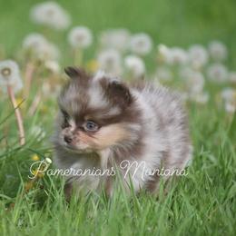 Pomeranian Puppies from Pomeranians Montana