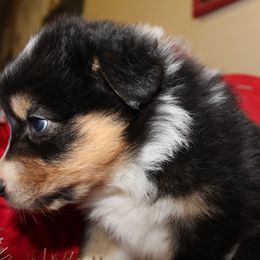 Australian Shepherd Puppies from Moss' Cross Creek Aussie’s