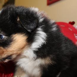 Australian Shepherd Puppies from Moss' Cross Creek Aussie’s