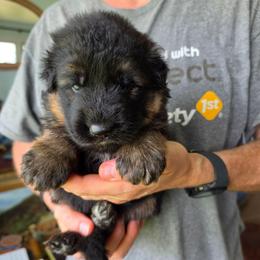 Spot(light) - Black and red male German Shepherd puppy in Columbus, Indiana from Stony Lonesome GSD