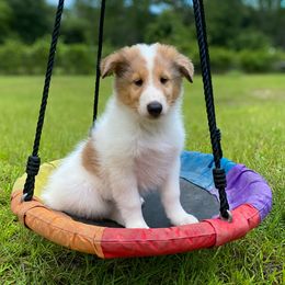Chip - White merle male Collie puppy in St Augustine, Florida from Saltwater Collies LLC