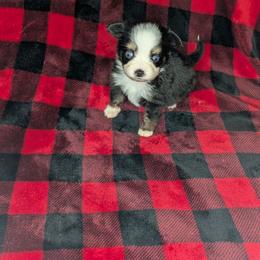 Daphne - Black tri female Toy Australian Shepherd puppy in Lakeland, Florida from Under the Oak Aussies