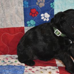 Miniature Schnauzer Puppies from Tandy Phillips's Miniature Schnauzers