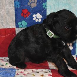Miniature Schnauzer Puppies from Tandy Phillips's Miniature Schnauzers