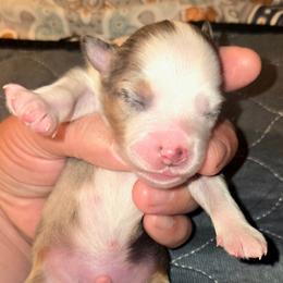Mr. Patrick - Blue merle male Toy Australian Shepherd puppy in Dolan Springs, Arizona from High Desert Companions